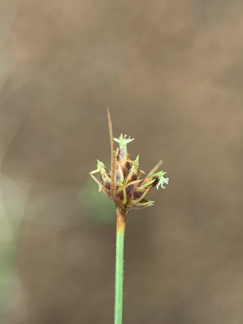 Tufted Hairsedge