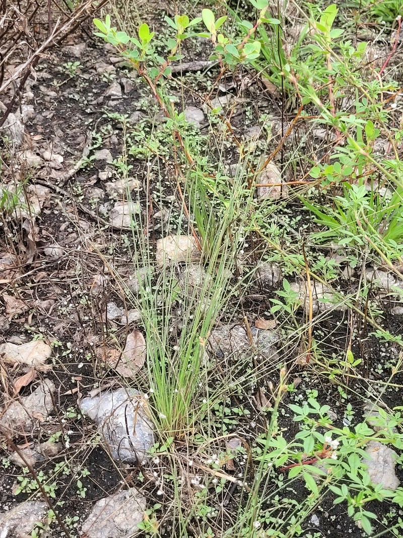 Tufted Hairsedge photo 2