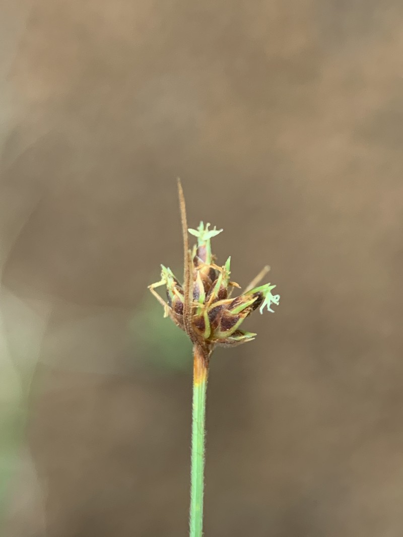 Tufted Hairsedge photo 4