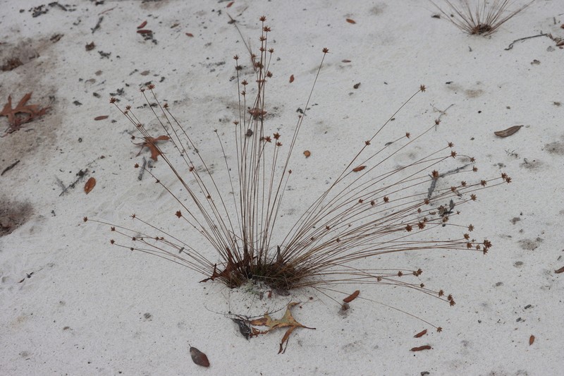 Ware's Hairsedge