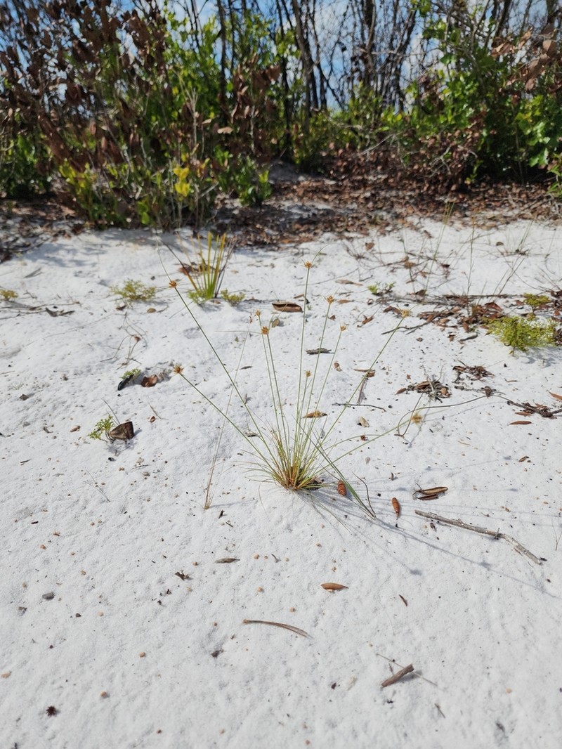 Ware's Hairsedge photo 2