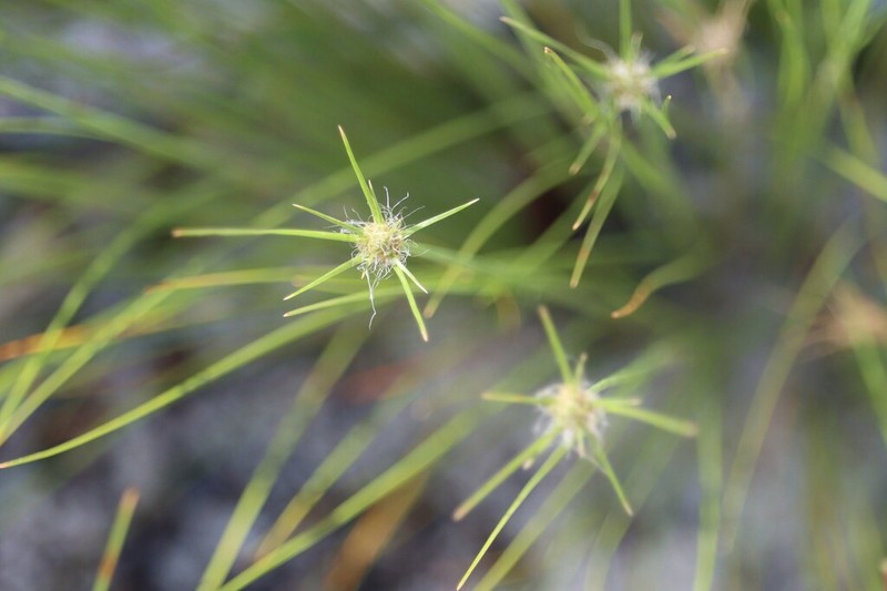 Ware's Hairsedge photo 3