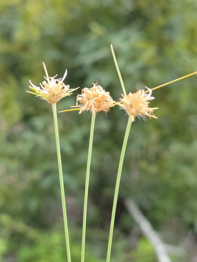 Ware's Hairsedge photo 4