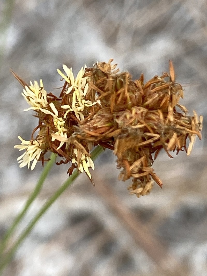 Ware's Hairsedge photo 5