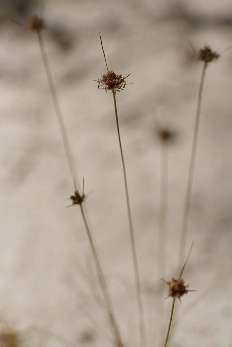 Ware's Hairsedge photo 6