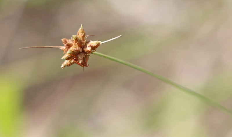 Ware's Hairsedge photo 7