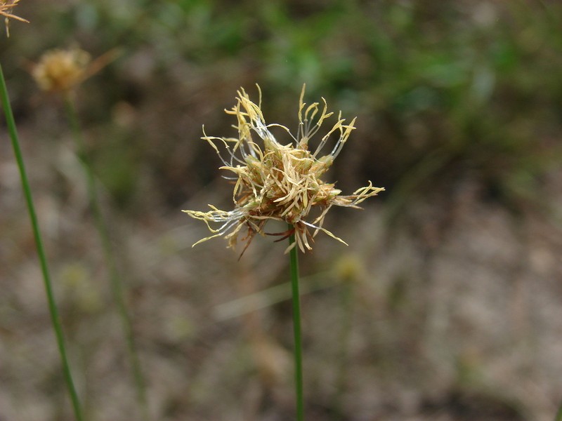 Ware's Hairsedge photo 8