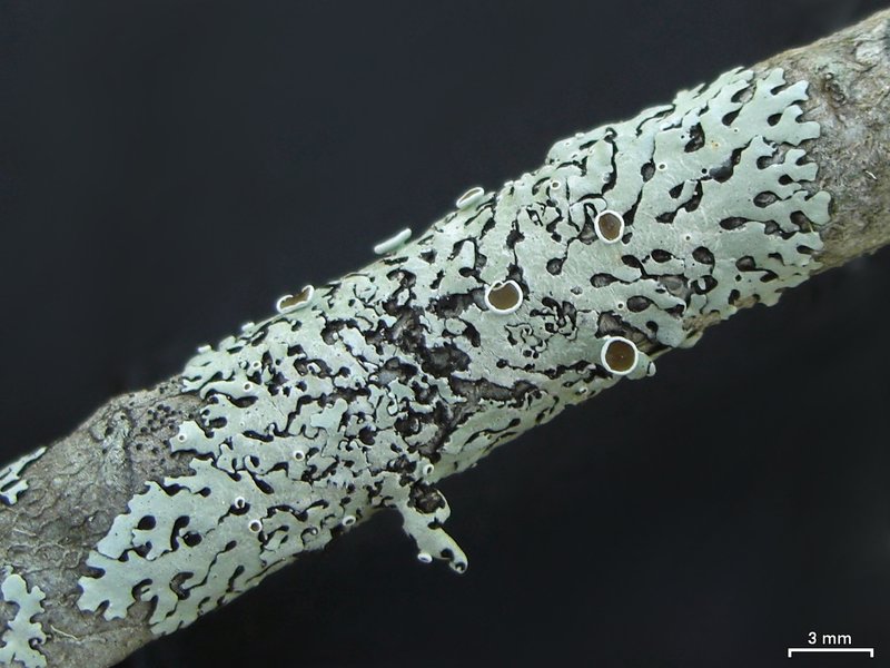 Confederate Bulbothrix Lichen