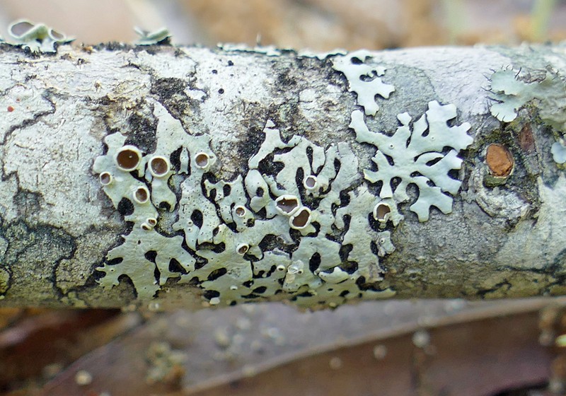 Confederate Bulbothrix Lichen
