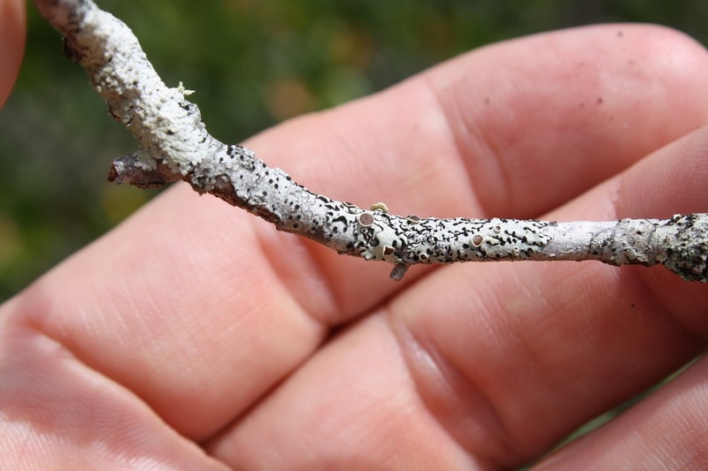 Confederate Bulbothrix Lichen photo 2