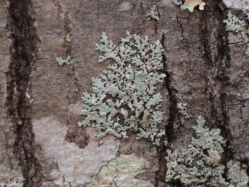 Confederate Bulbothrix Lichen photo 3