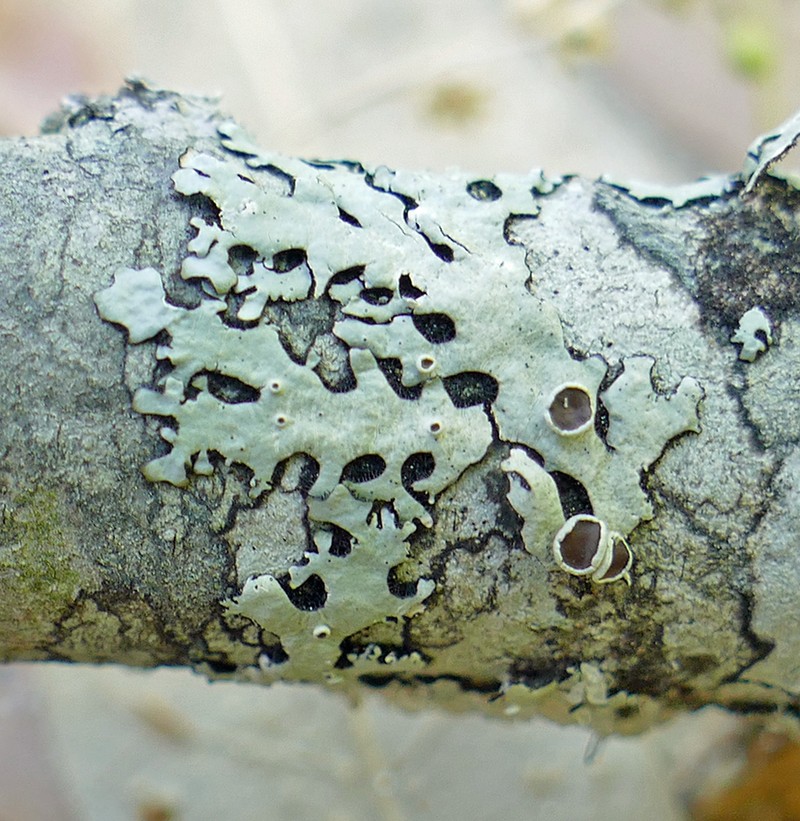 Confederate Bulbothrix Lichen photo 4