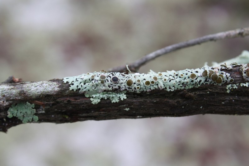 Confederate Bulbothrix Lichen photo 5