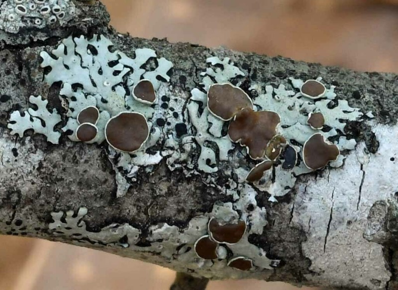 Confederate Bulbothrix Lichen photo 6
