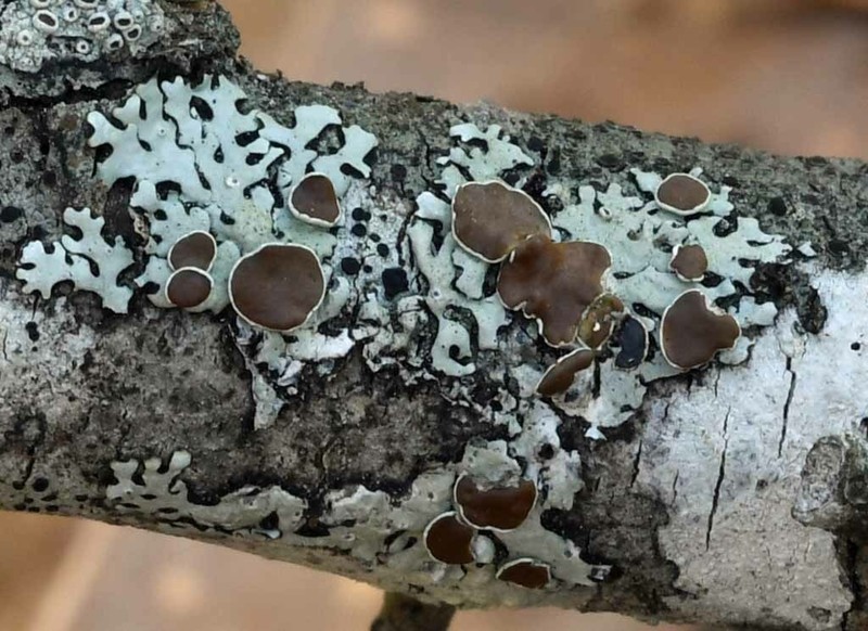Confederate Bulbothrix Lichen photo 7