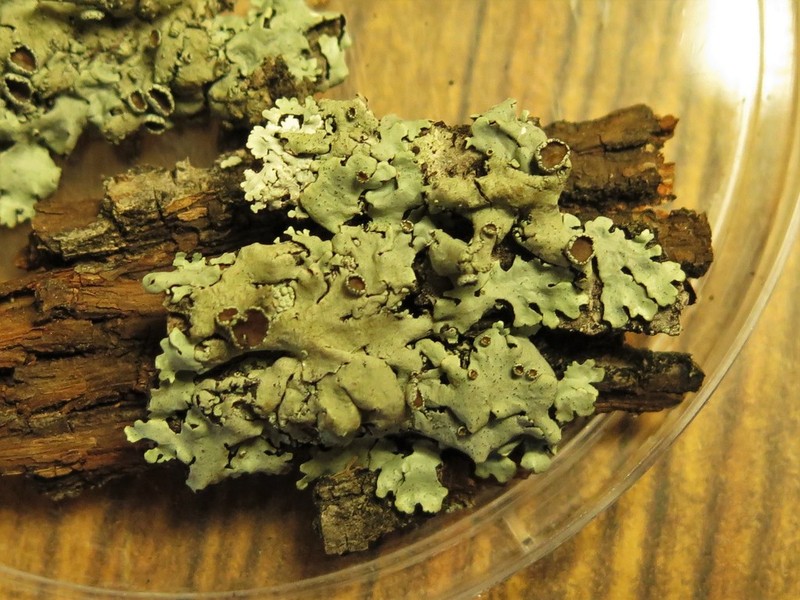 Crown Bulbothrix Lichen