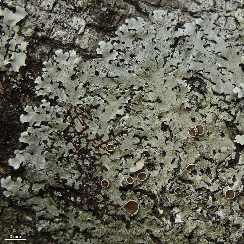 Goebel's Bulbothrix Lichen