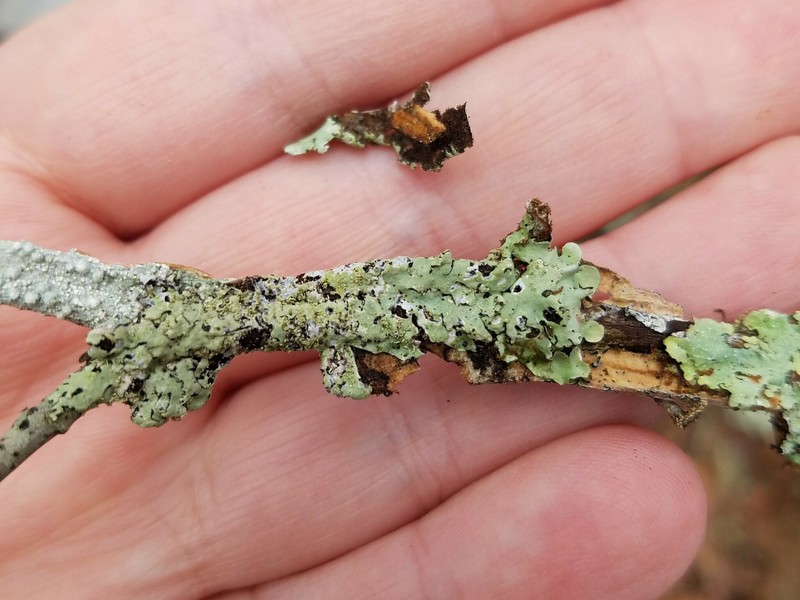 Goebel's Bulbothrix Lichen