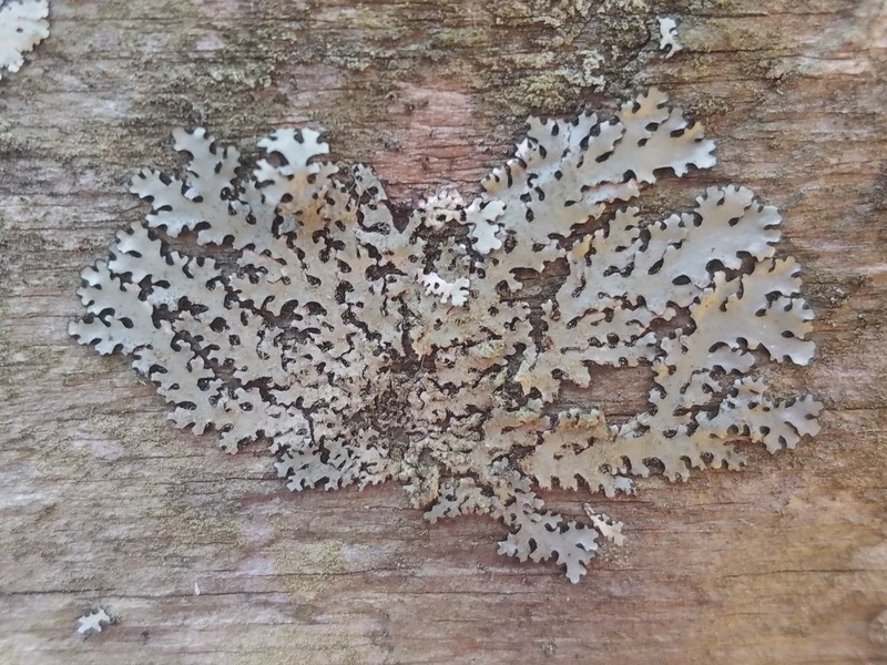 Goebel's Bulbothrix Lichen photo 2