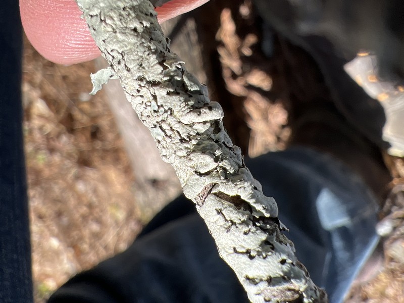 Goebel's Bulbothrix Lichen photo 3