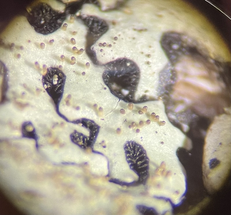 Goebel's Bulbothrix Lichen photo 4