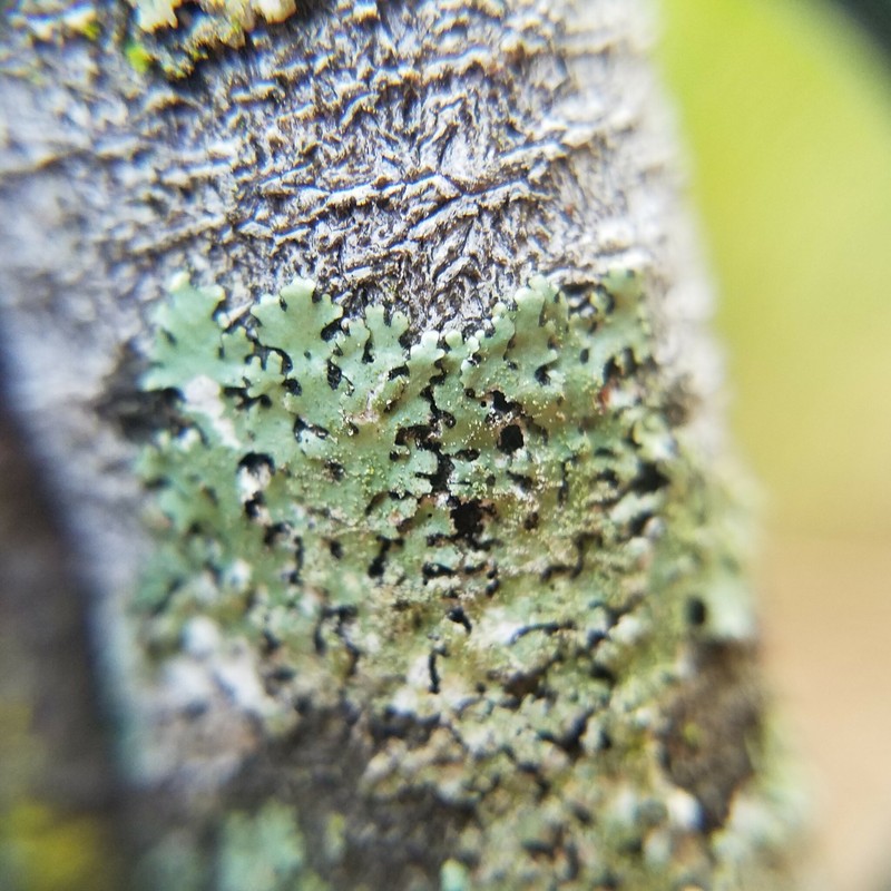 Goebel's Bulbothrix Lichen photo 5