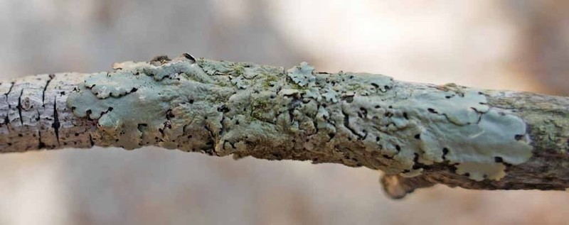Bulbothrix Lichen photo 2