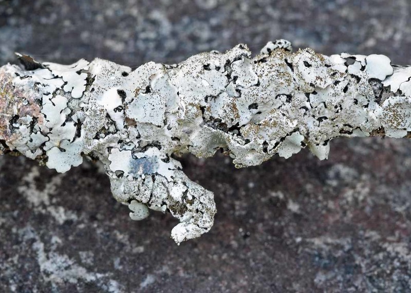 Bulbothrix Lichen photo 4