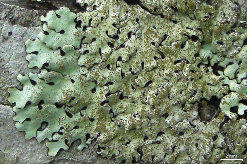 Bulbothrix Lichen