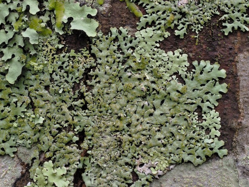 Bulbothrix Lichen