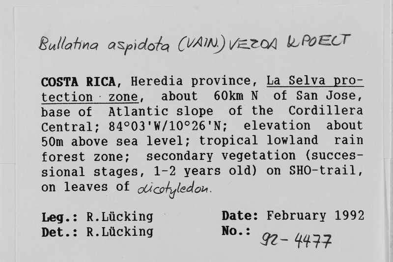 Bullatina Lichen photo 4