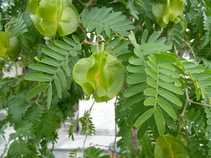 Maracaibo Lignumvitae