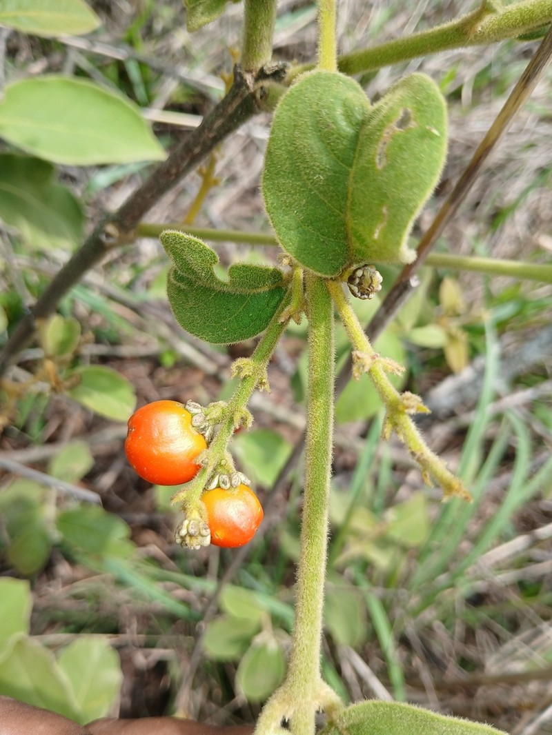 Bunchosia chiapensis