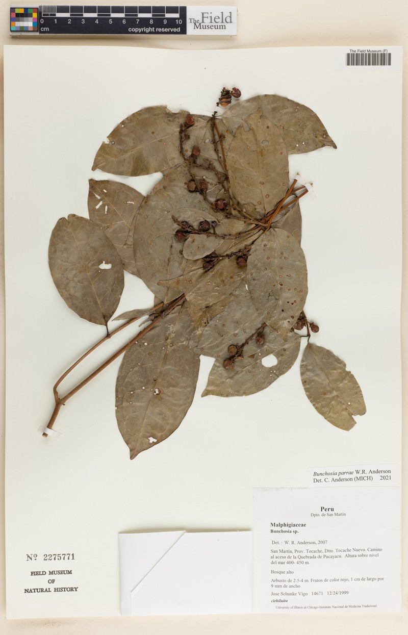 Bunchosia parrae