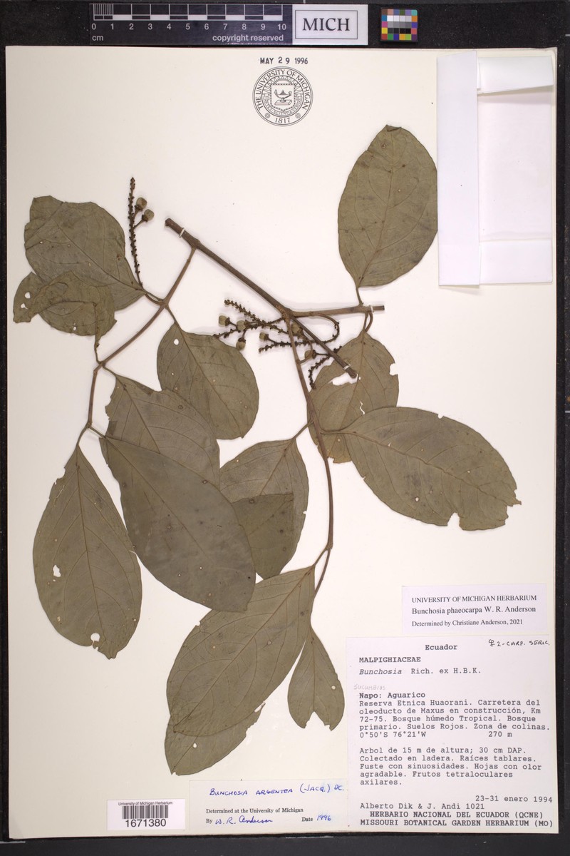 Bunchosia phaeocarpa