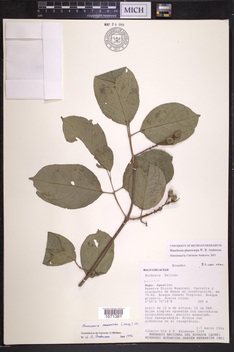 Bunchosia phaeocarpa photo 2