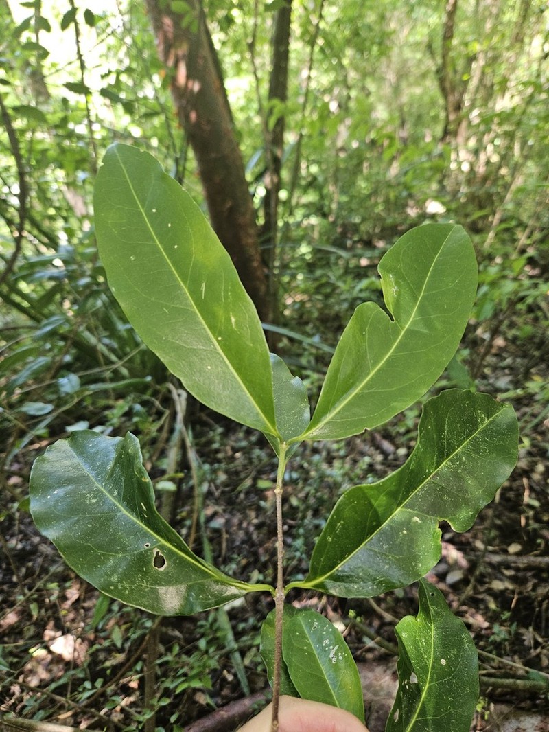 Woodland Coffee photo 2