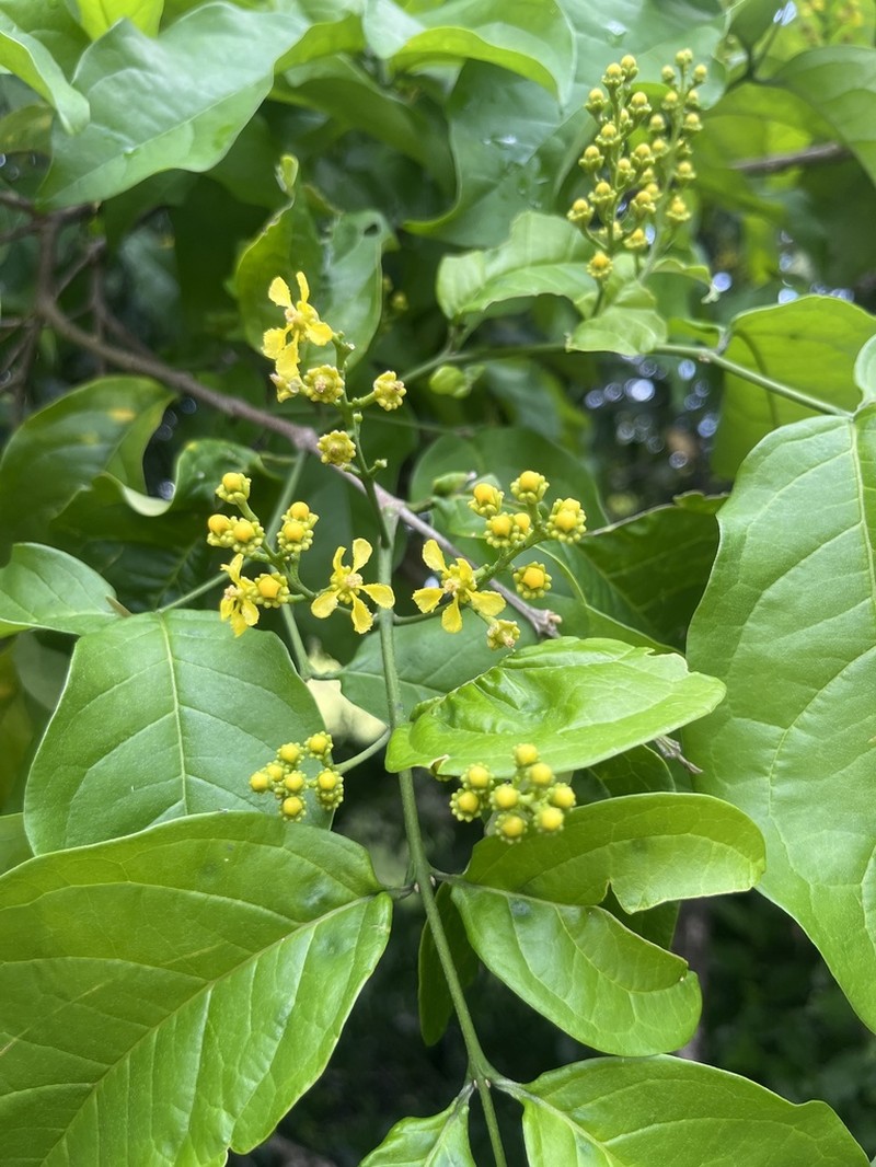 Woodland Coffee photo 4