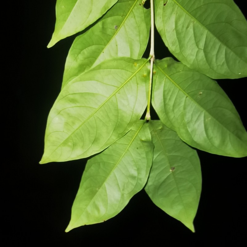 Woodland Coffee photo 7