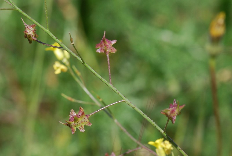 Crested Wartycabbage photo 2
