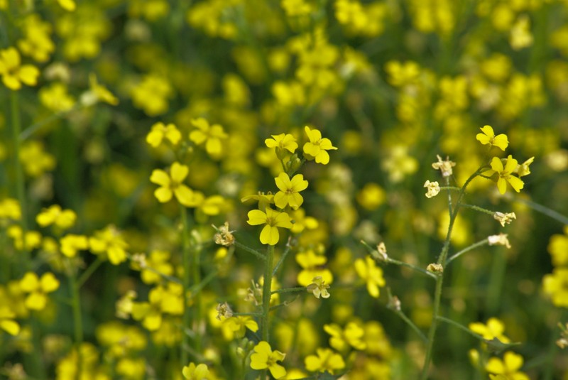 Crested Wartycabbage