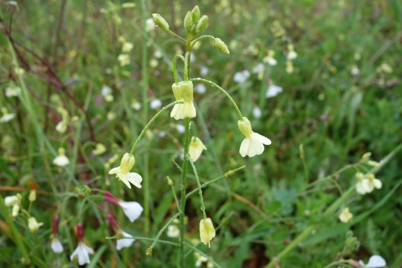Crested Wartycabbage photo 3
