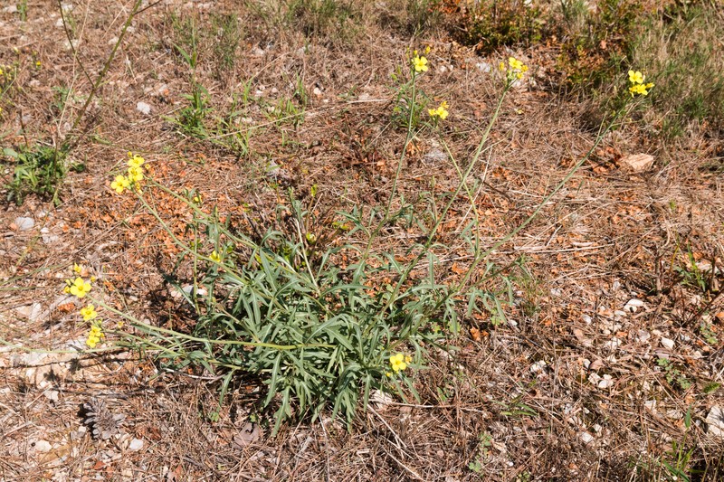 Crested Wartycabbage photo 4
