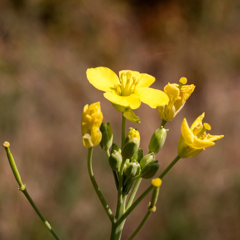 Crested Wartycabbage photo 5