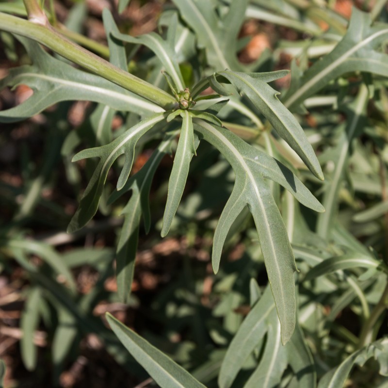 Crested Wartycabbage photo 6