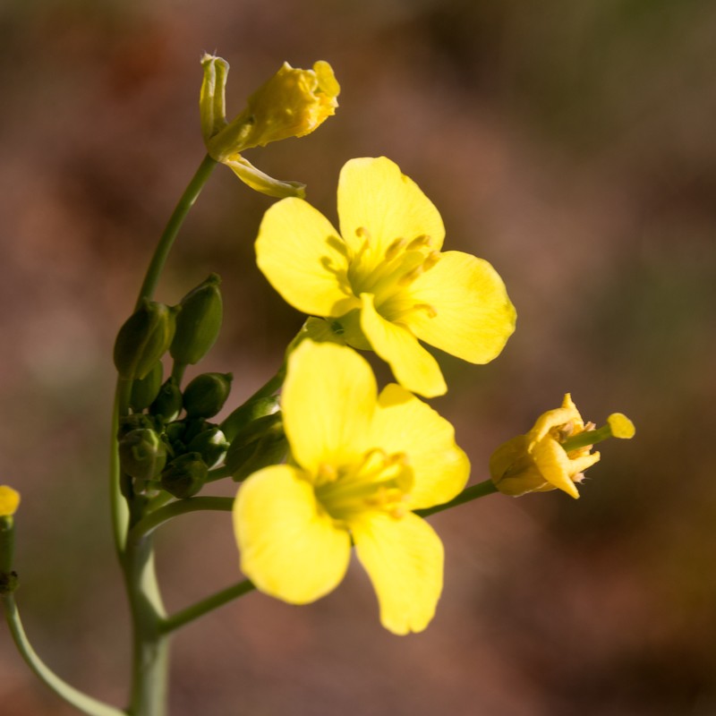 Crested Wartycabbage photo 7
