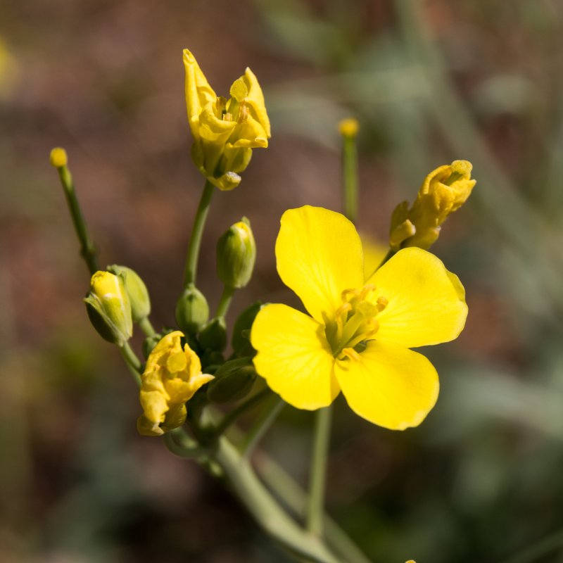 Crested Wartycabbage photo 8