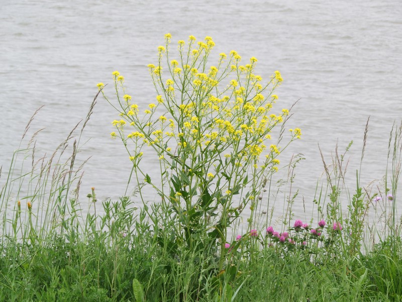 Turkish Wartycabbage photo 2