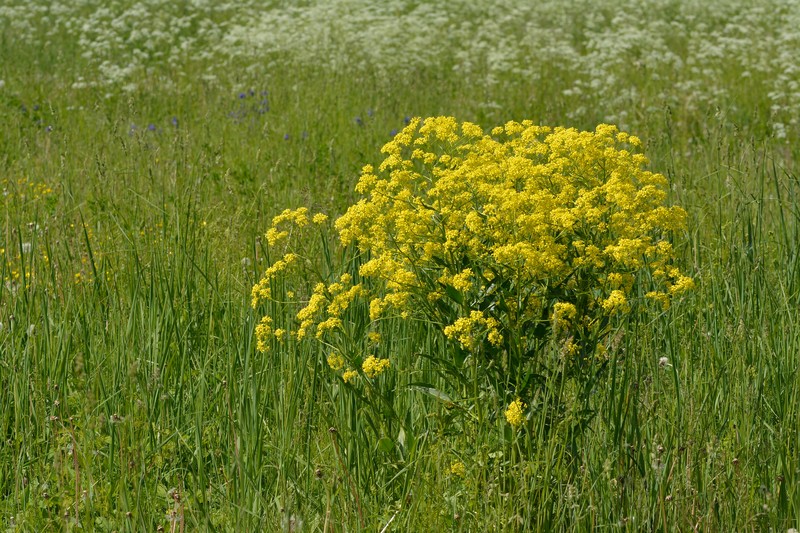 Turkish Wartycabbage photo 3