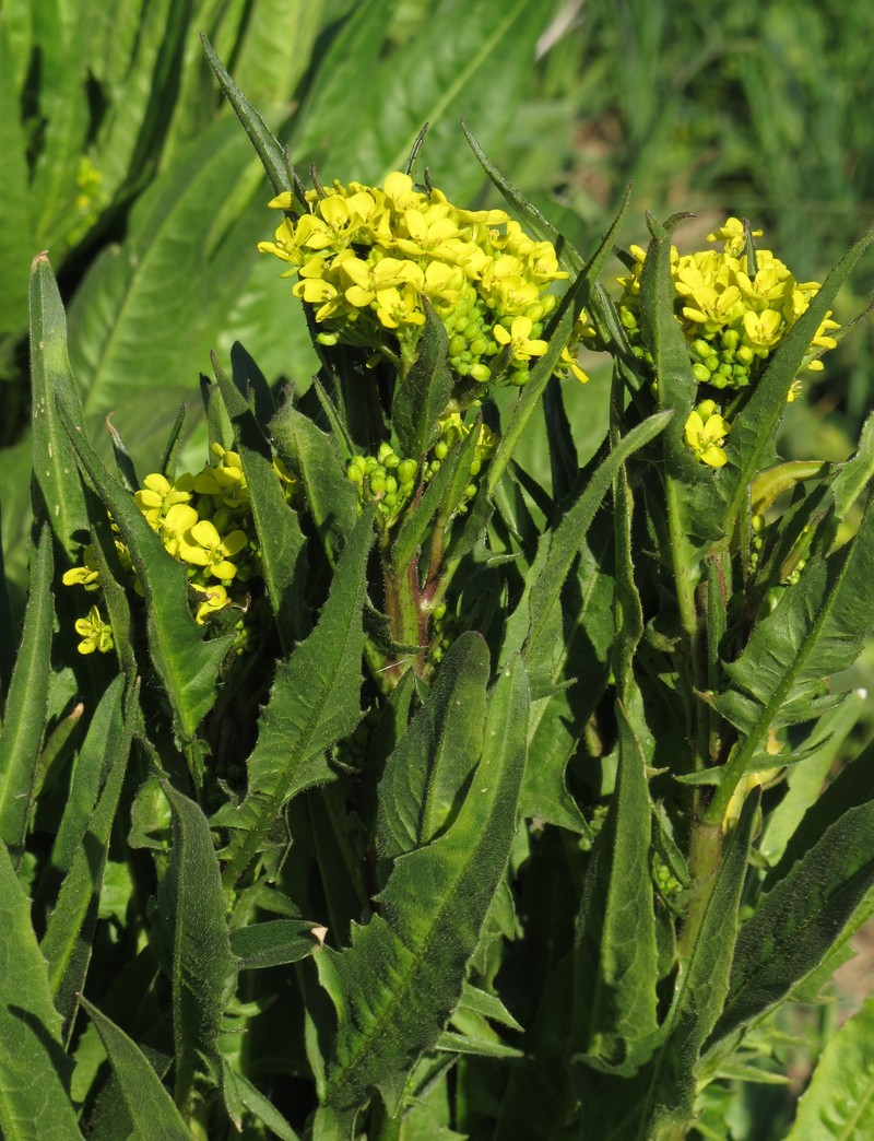 Turkish Wartycabbage photo 4